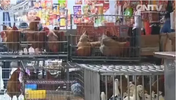 H7N9又來了，5分鐘教你如何對抗禽流感！