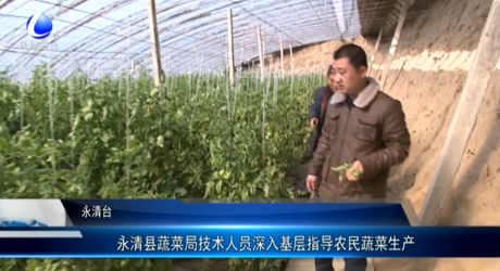 永清縣蔬菜局技術人員深入基層指導農(nóng)民蔬菜生產(chǎn)