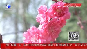 最美四月天 大美廊坊許你一場(chǎng)“花路”之約