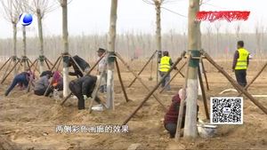 廊坊開發(fā)區(qū)“一地、一帶、五路”造林綠化工作進(jìn)展順利