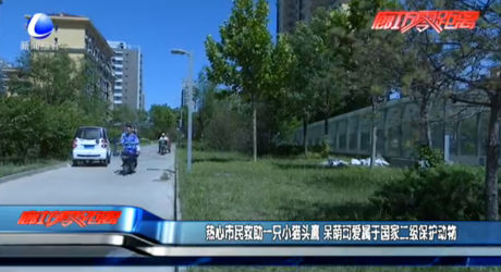 熱心市民救助一只小貓頭鷹 呆萌可愛屬于國家二級(jí)保護(hù)動(dòng)物